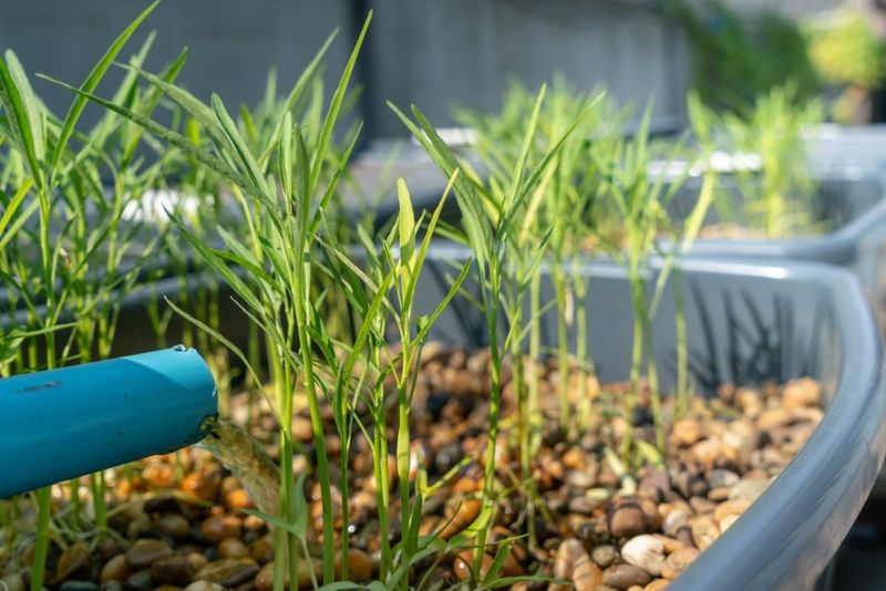 Aquaponic Herb Gardens