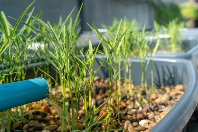 Aquaponic Herb Gardens