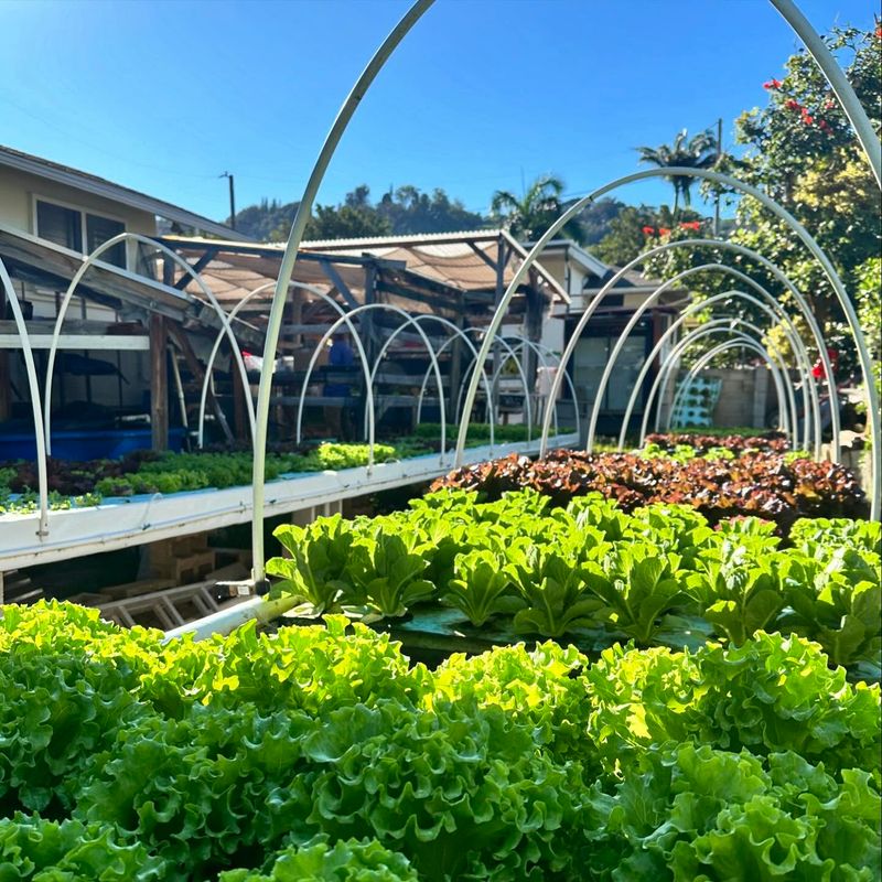 Aquaponics