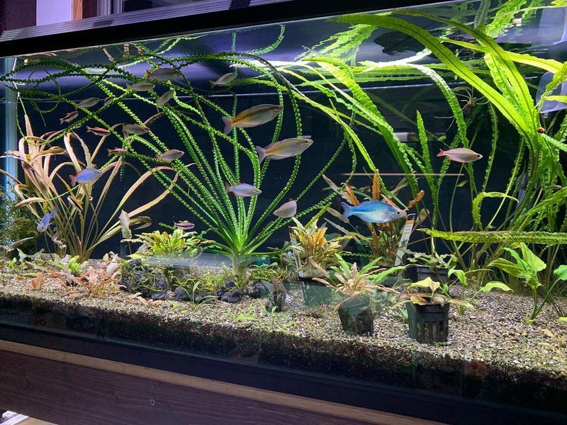Aquarium Water