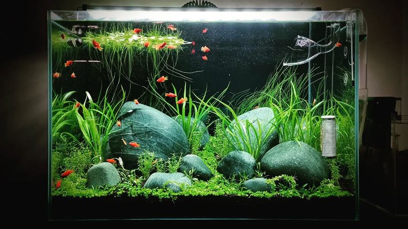 Aquatic Plant Aquariums