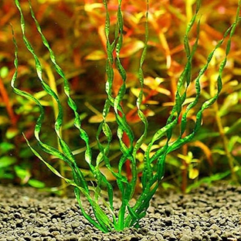 Aquatic Plant Aquascaping