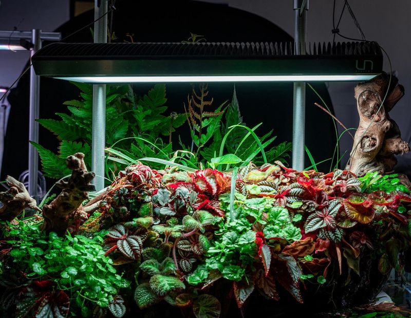 Aquatic Plant Displays