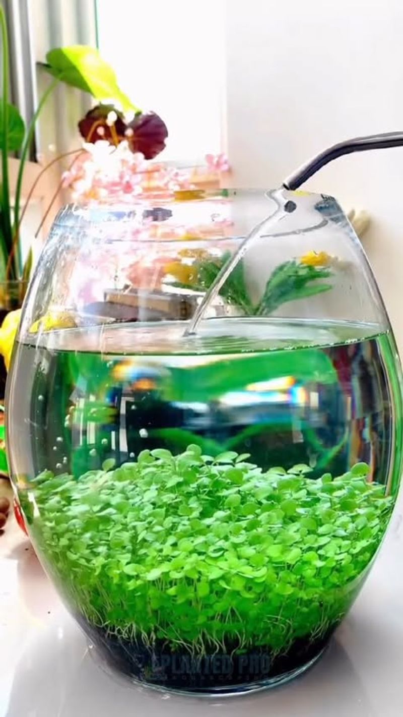 Aquatic Plant Displays