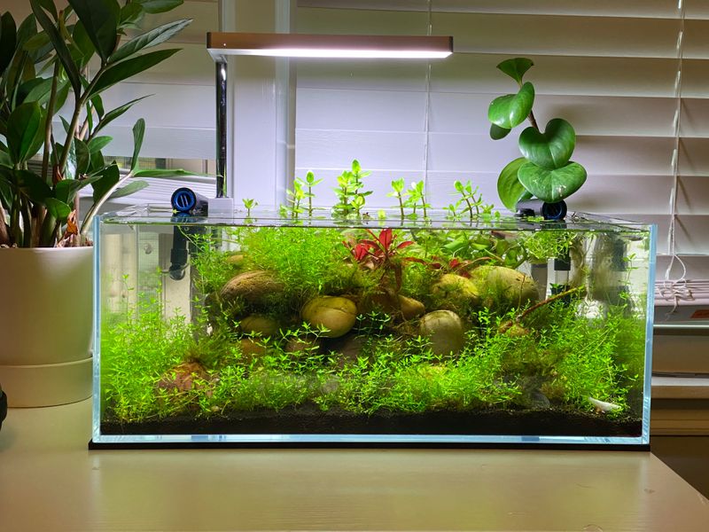 Aquatic Plant Tanks