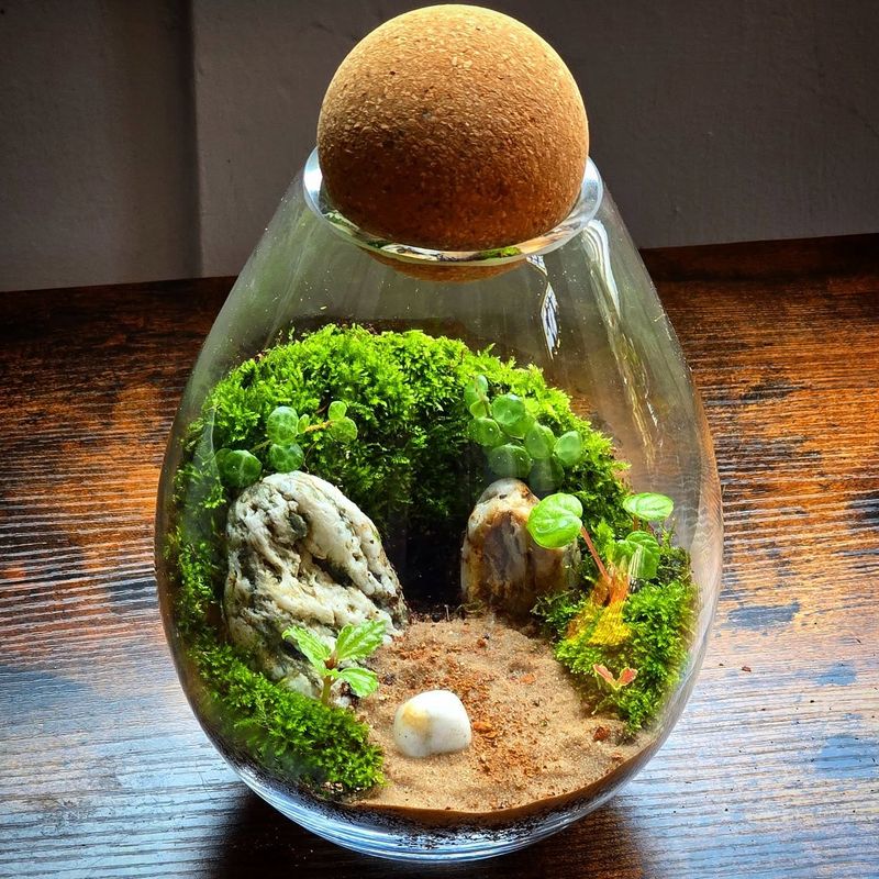 Aquatic Plant Terrariums