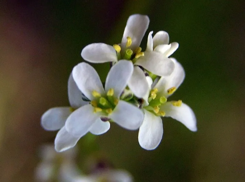 Arabidopsis Thaliana