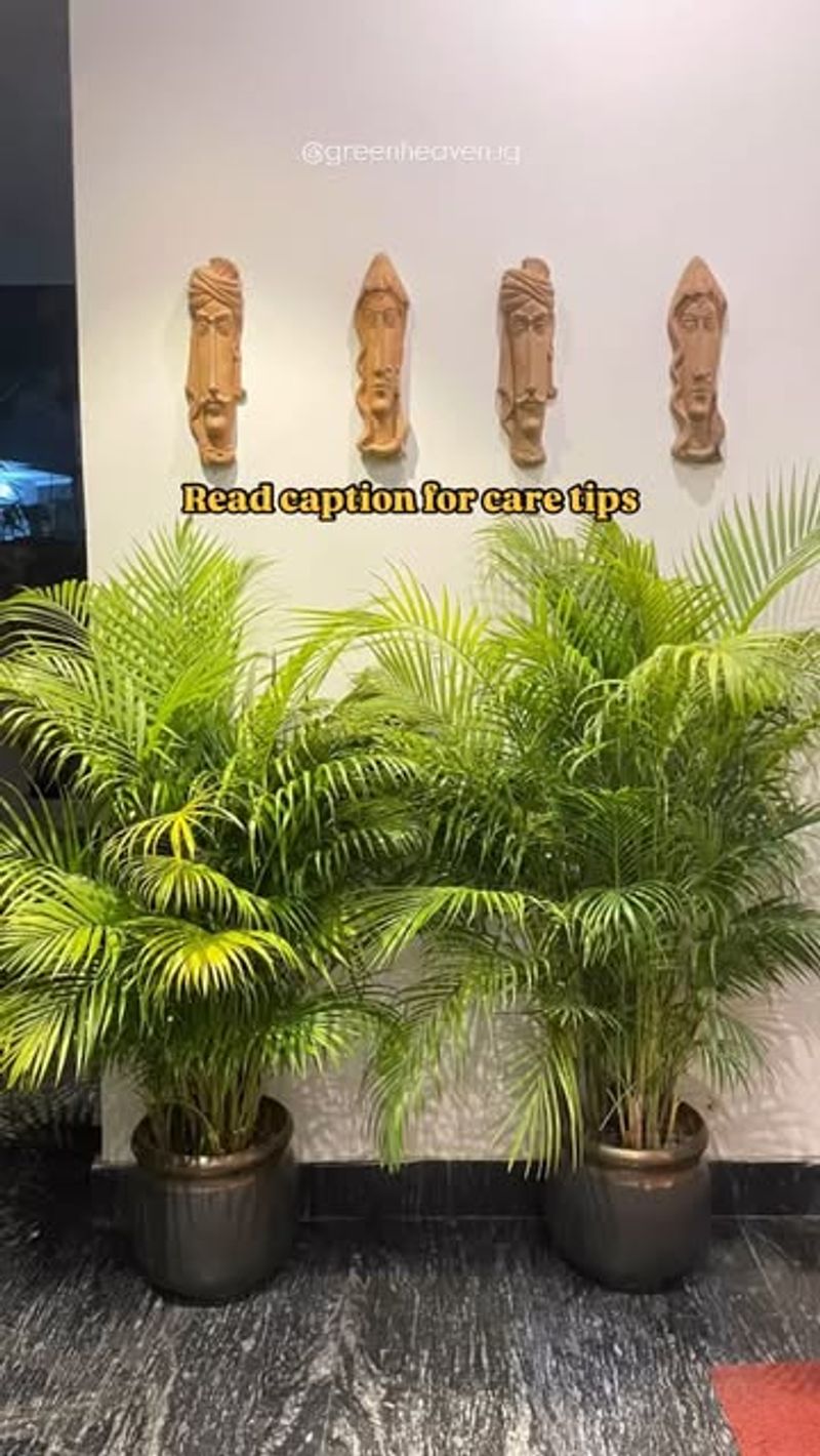 Areca Palm