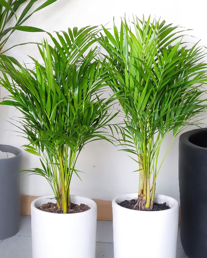 Areca Palm