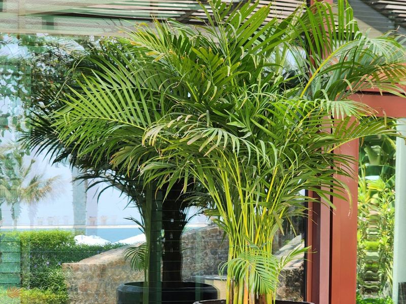 Areca Palm