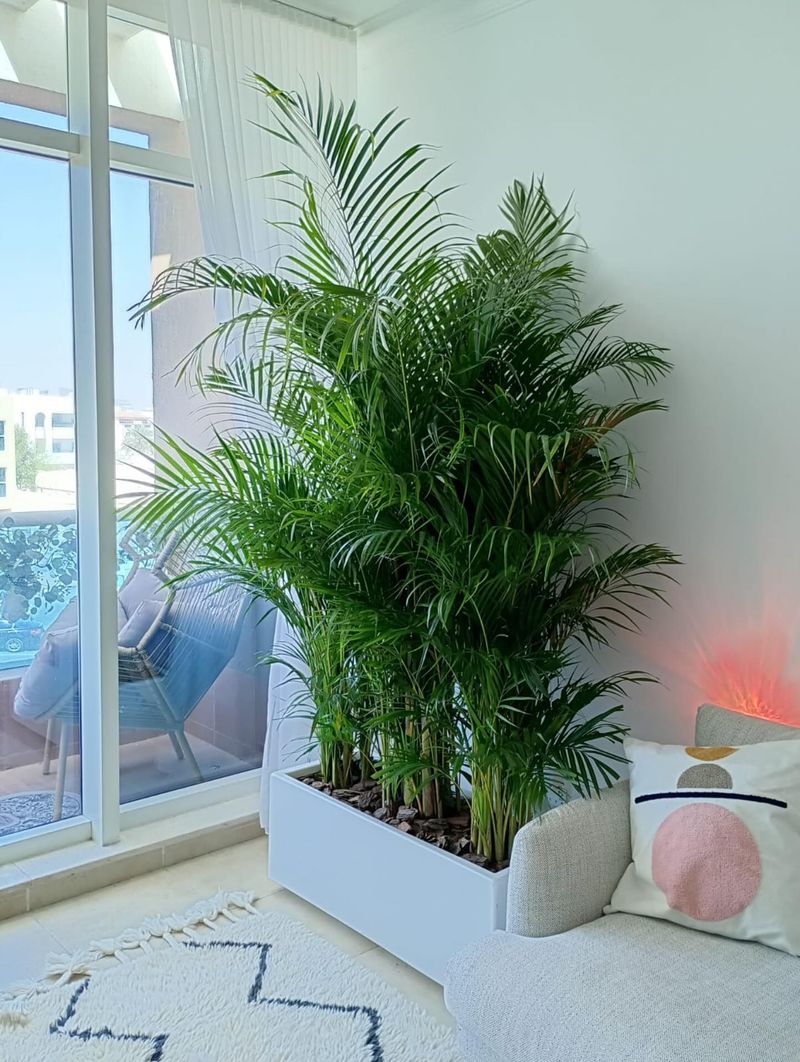 Areca Palm