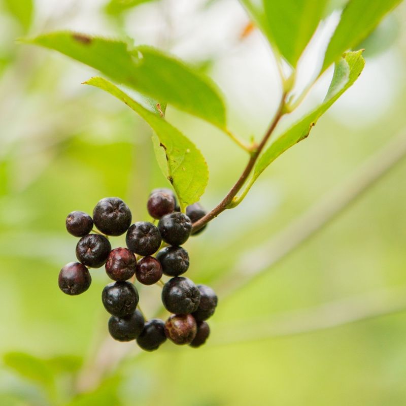 Aronia Berries (Chokeberries)