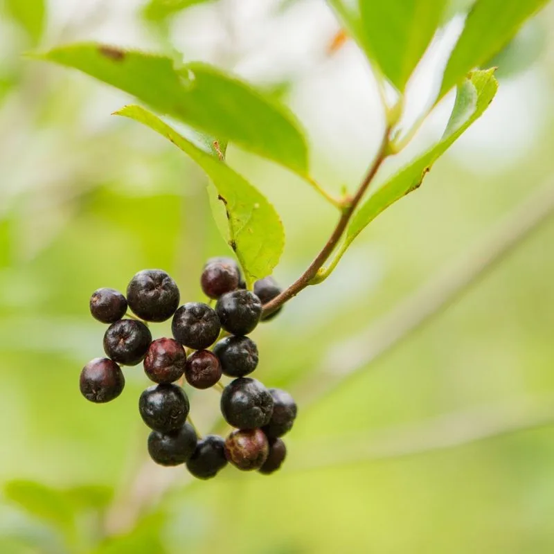 Aronia Berries (Chokeberries)