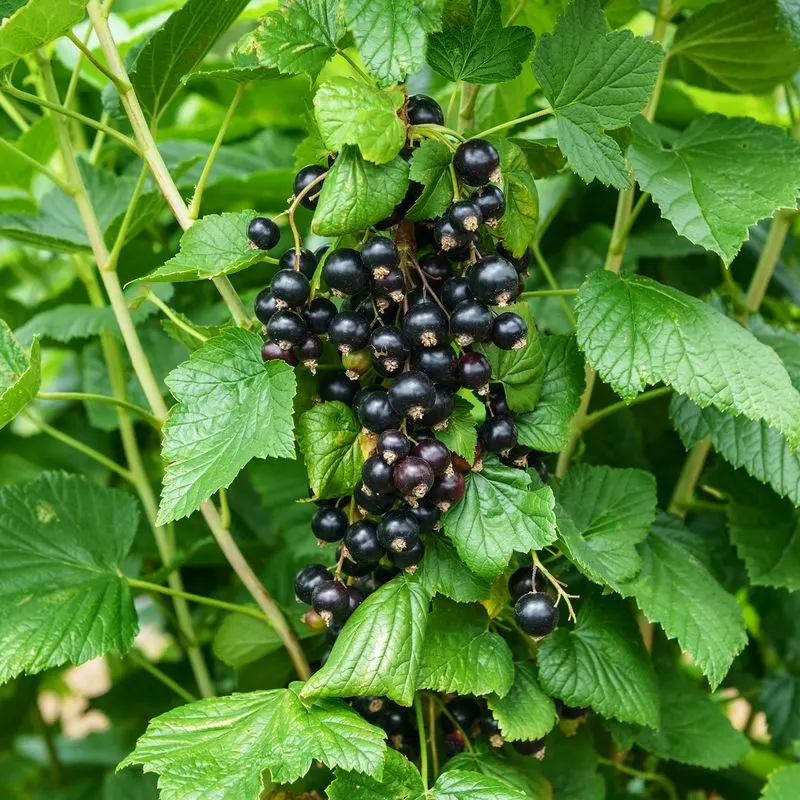 Blackcurrant