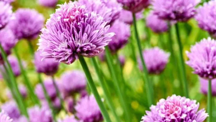 Art You Can Eat: 10 Colorful Flowers to Grow This June