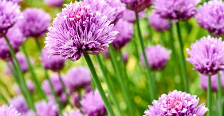 Art You Can Eat: 10 Colorful Flowers to Grow This June