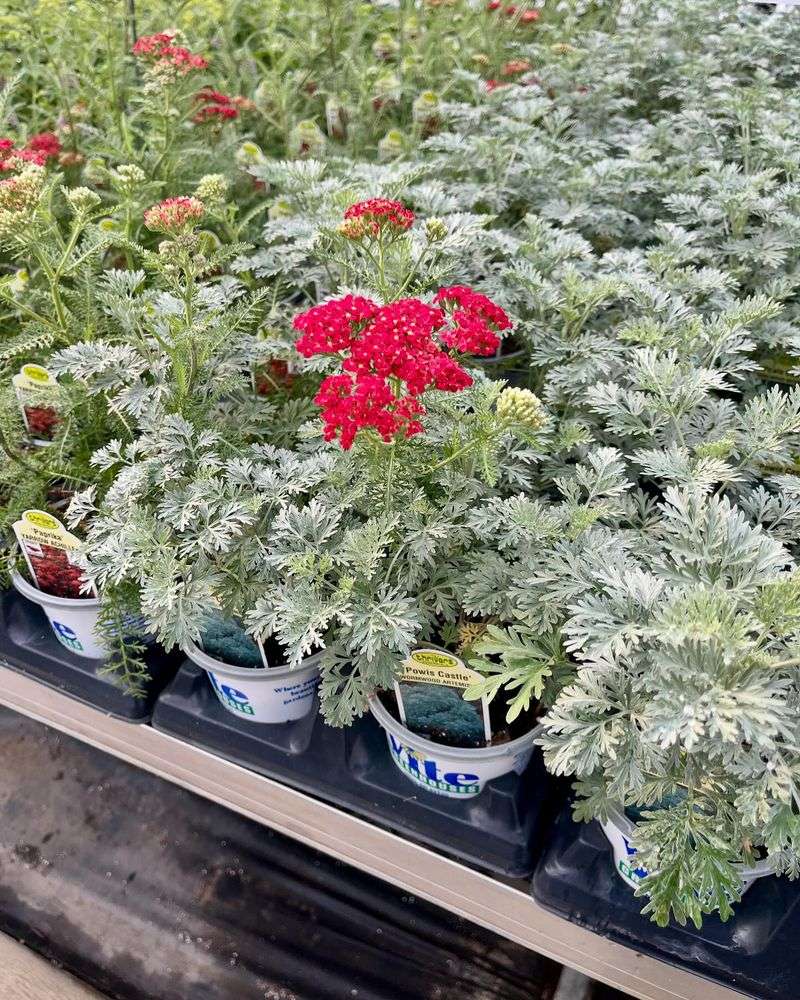 Artemisia