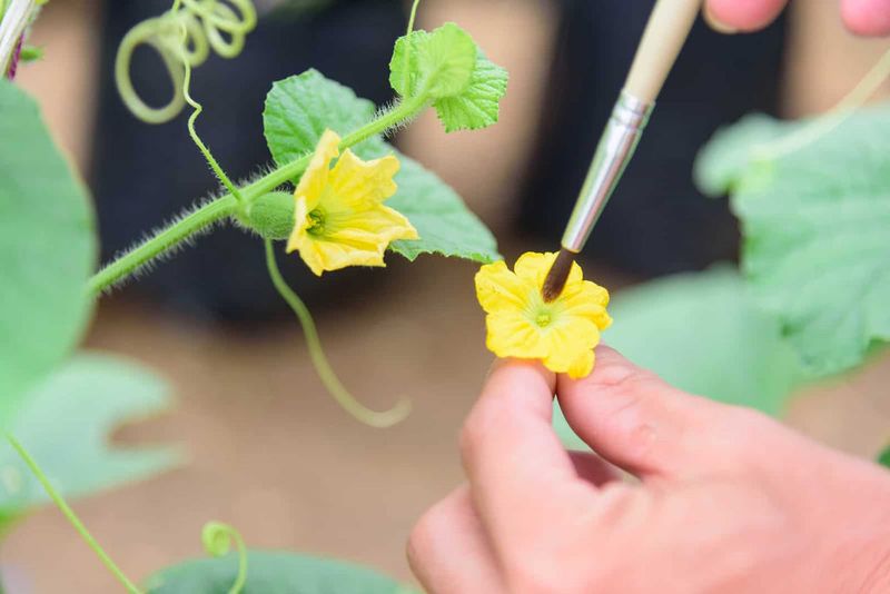 Artificial Pollination