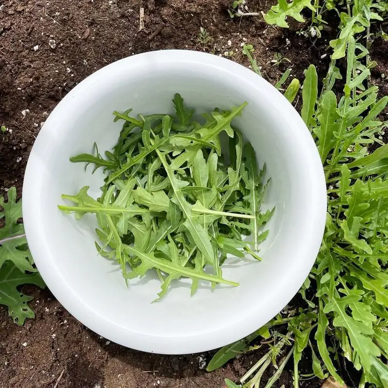 Arugula