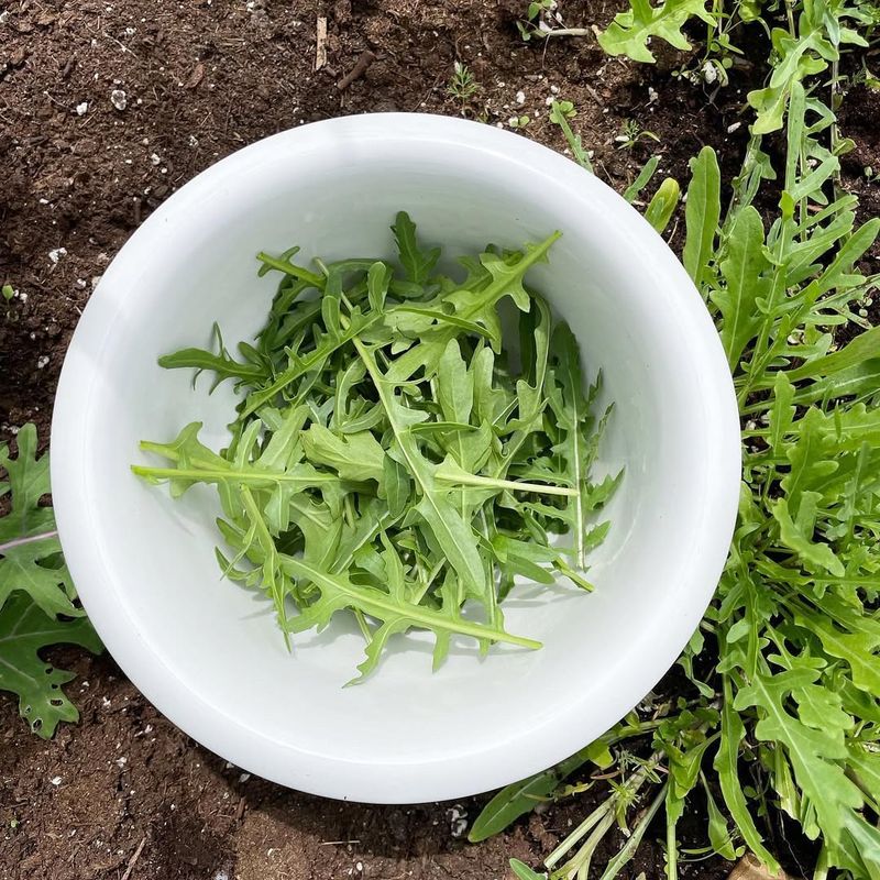 Arugula