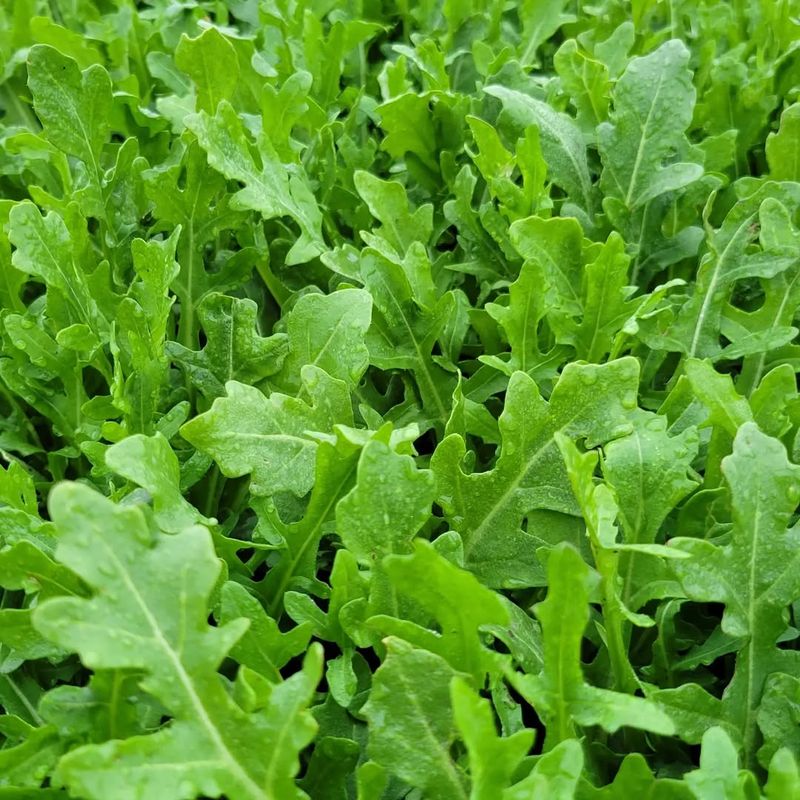 Arugula