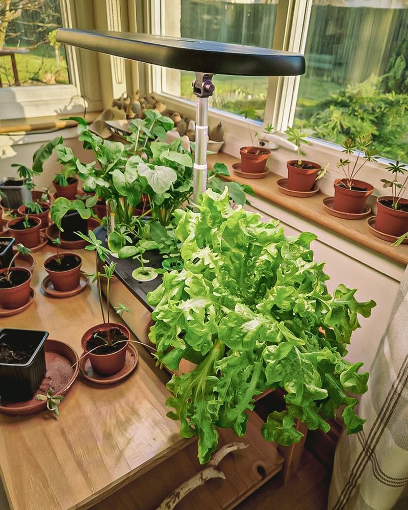 Arugula