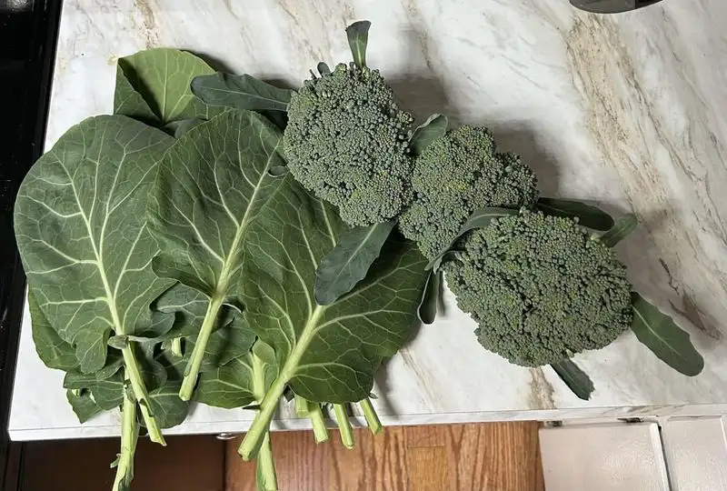 Collard Greens