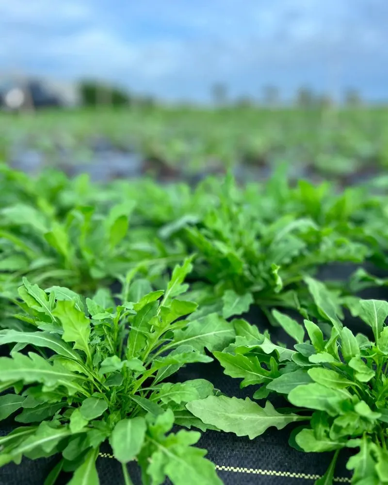 Arugula