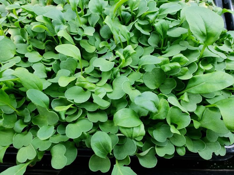 Arugula Microgreens