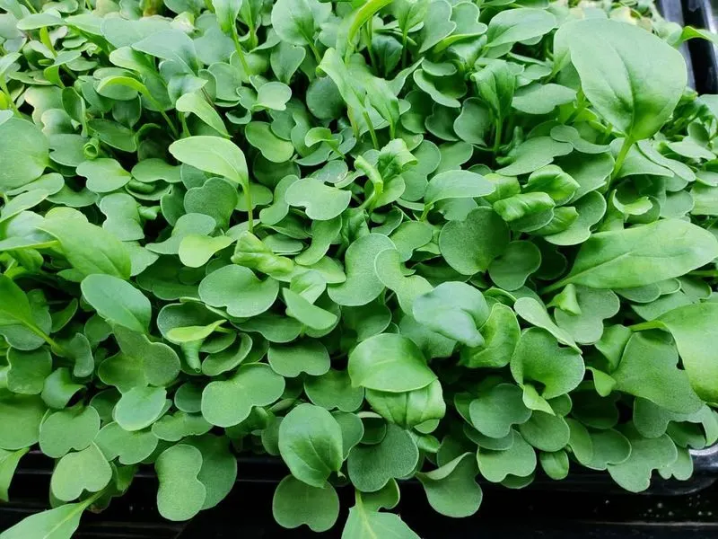 Arugula Microgreens