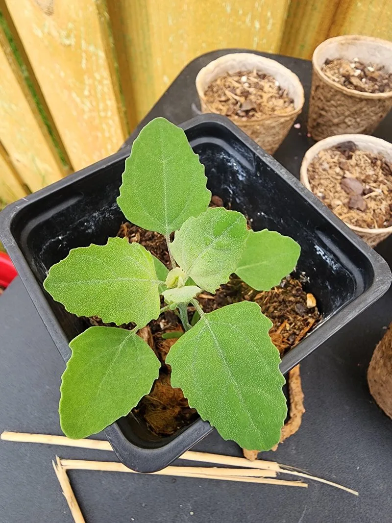 Burdock