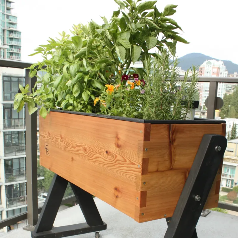 Arugula
