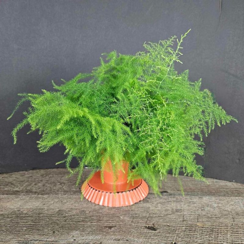 Asparagus Fern