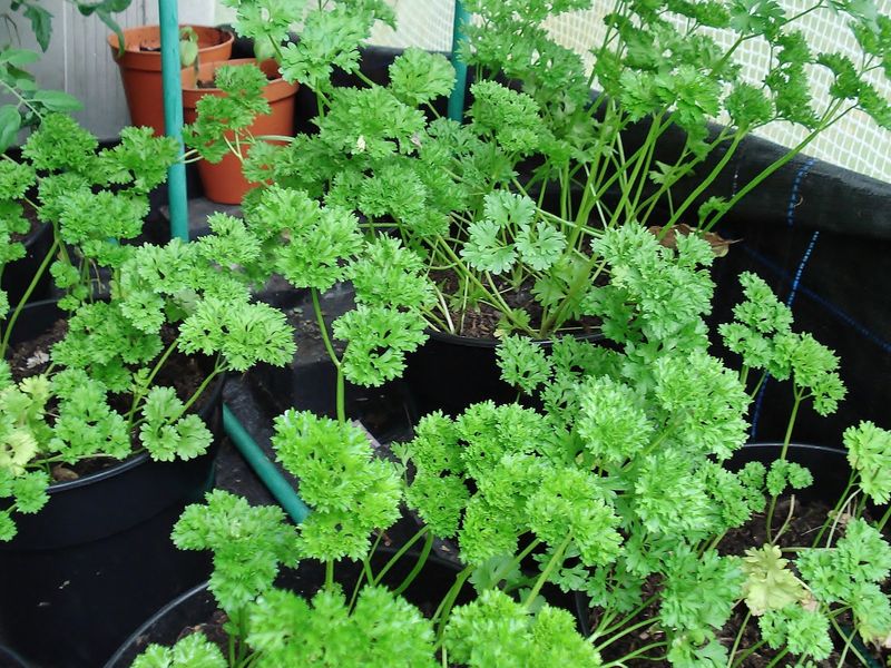Asparagus and Parsley