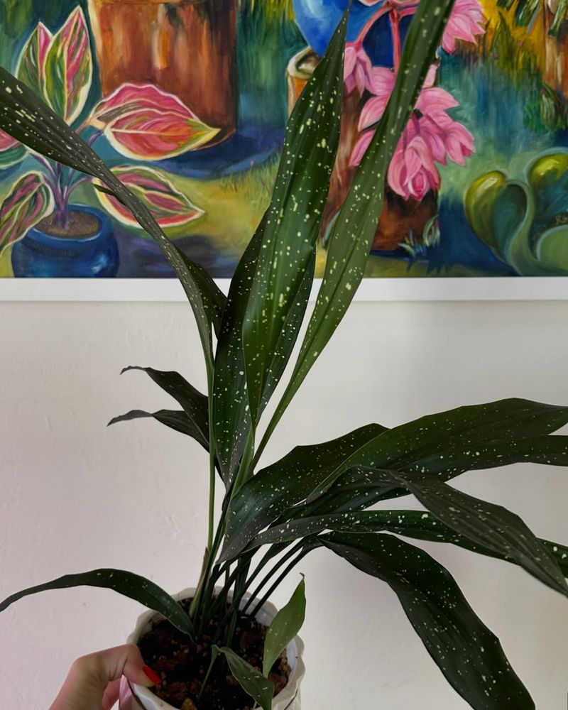 Aspidistra