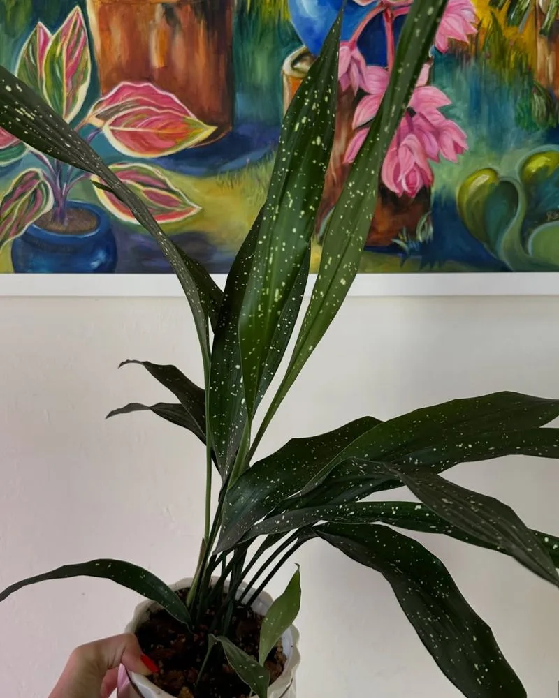 Aspidistra