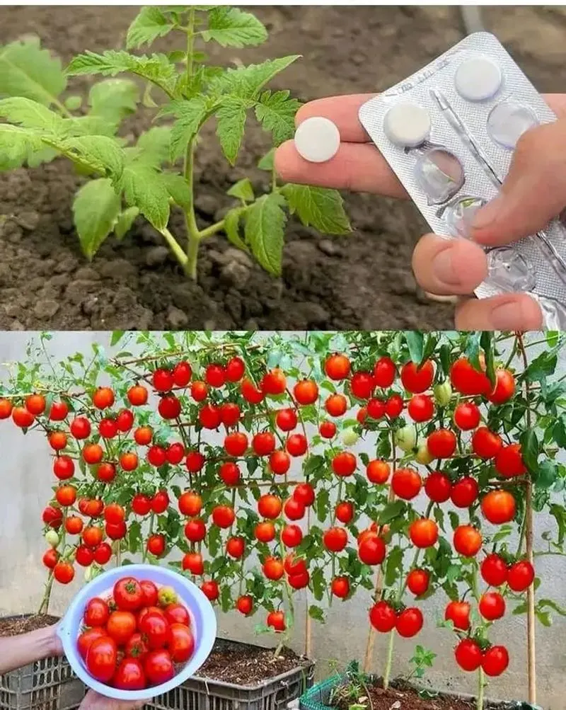 Aspirin Watering