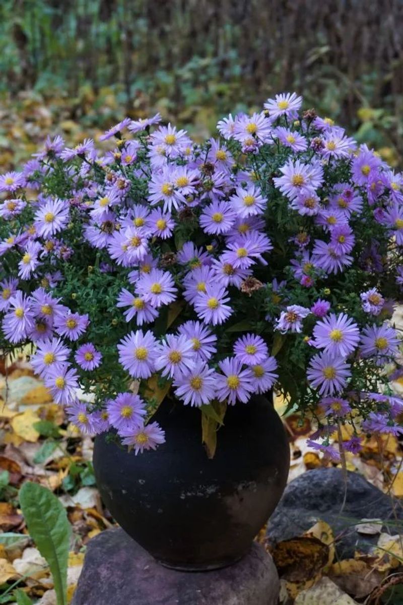 Aster
