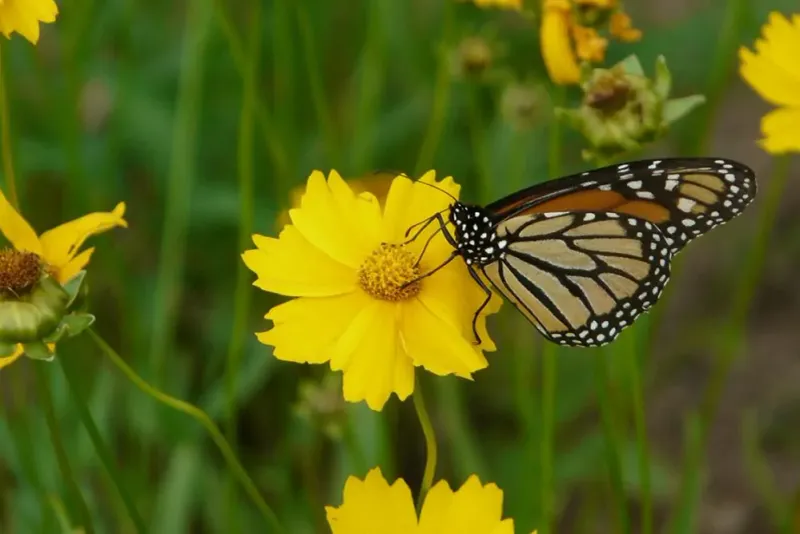Coreopsis