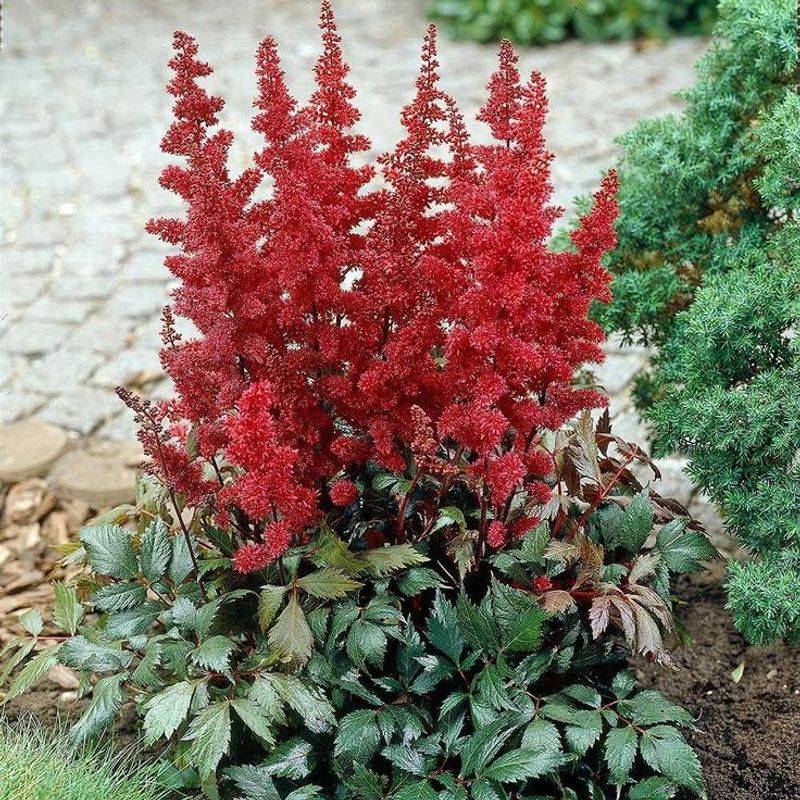 Astilbe 'Fanal'