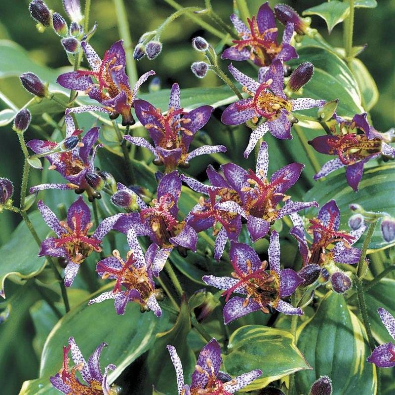 Toad Lily