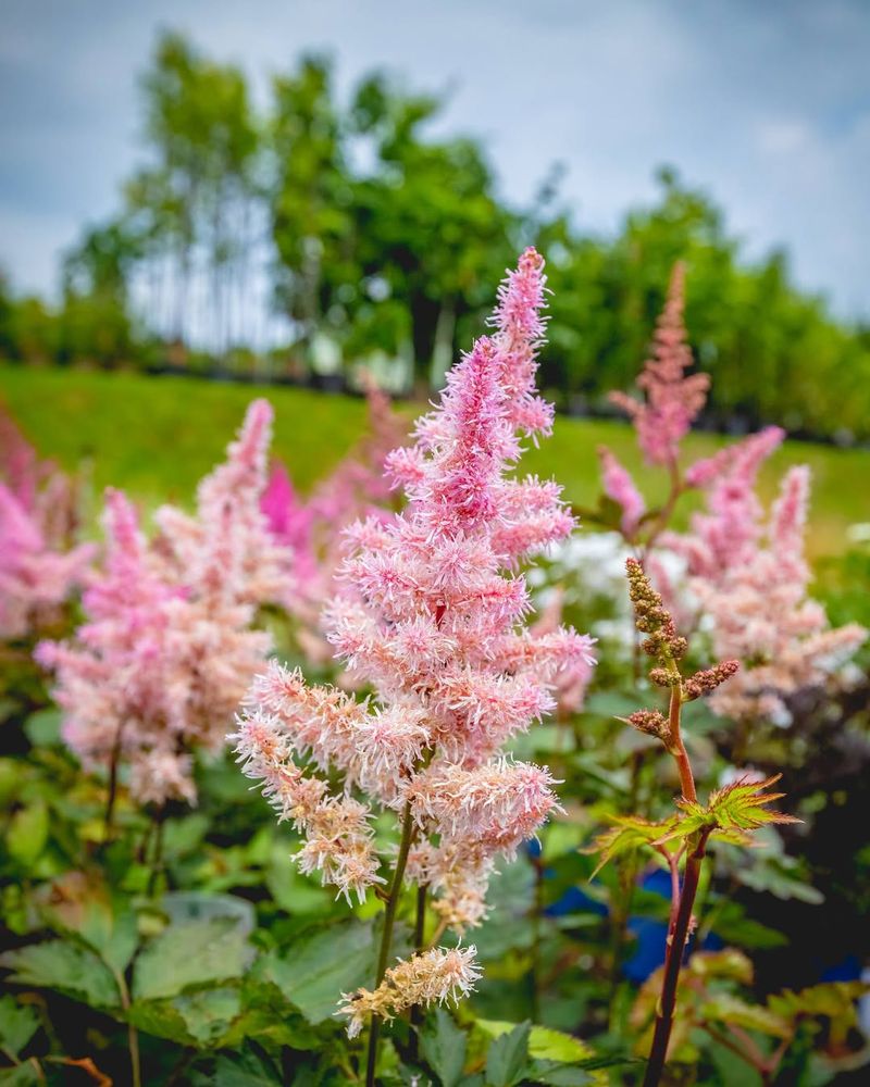 Astilbe