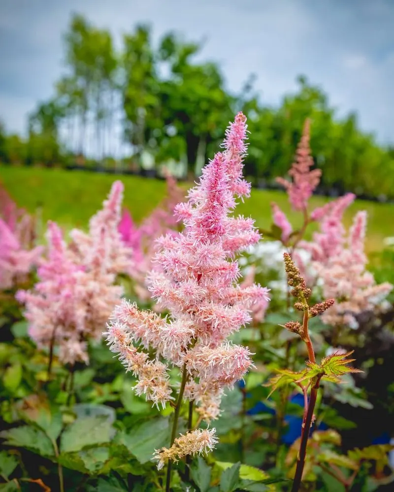Astilbe