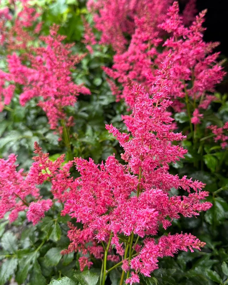 Astilbe