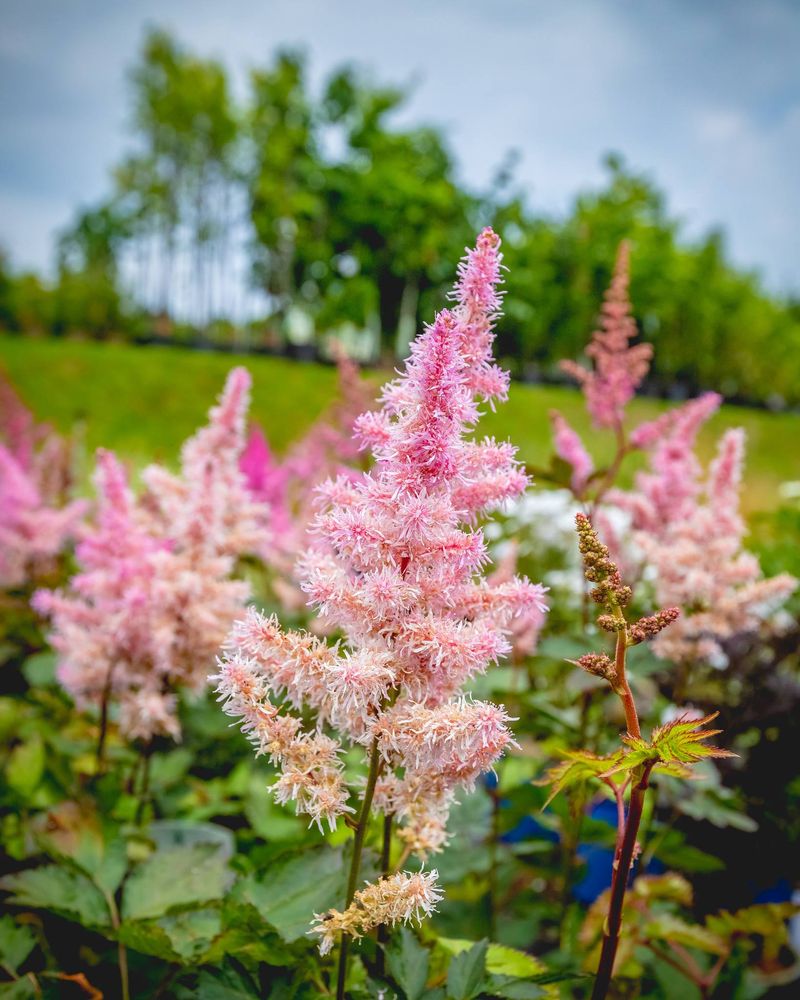 Astilbe