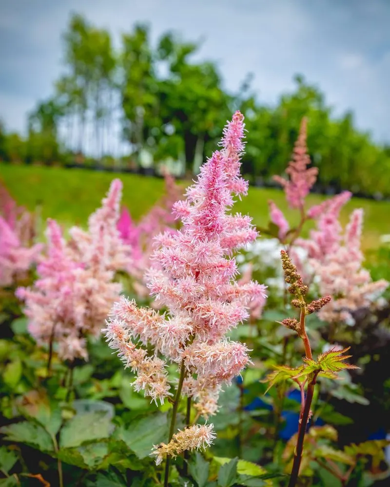 Astilbe