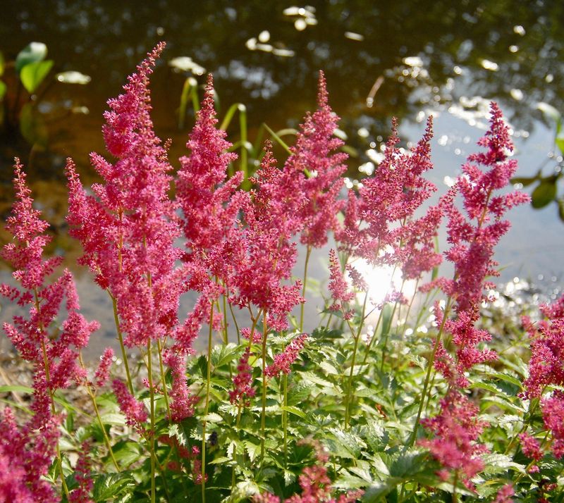 Astilbe