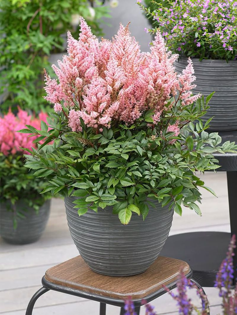 Astilbe