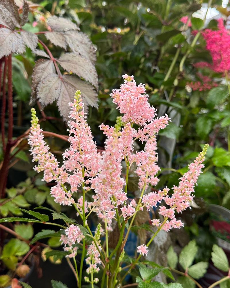 Astilbe