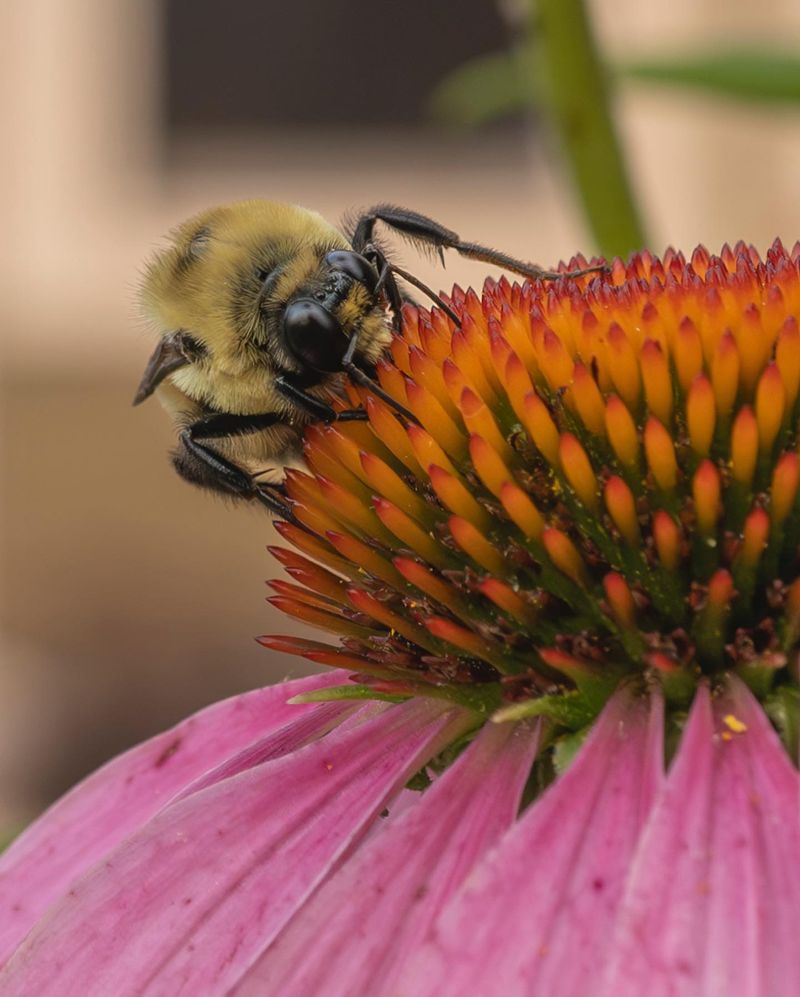 Attract Pollinators with a Flower Patch